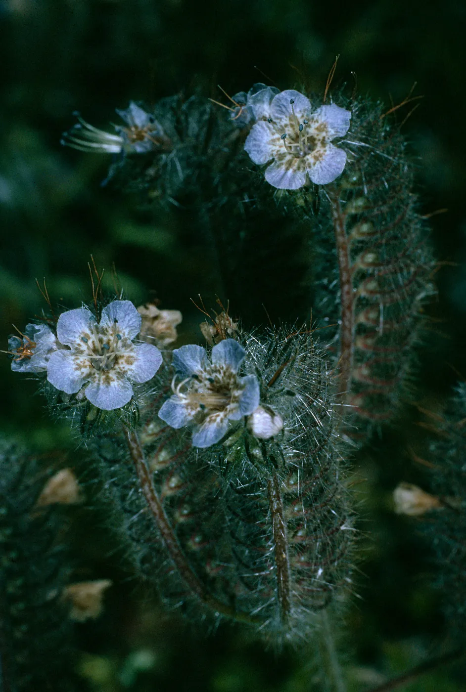 Phacelia cicutaria, SC-2723, San Justiniano Rd,, Santa Cruz Island,
