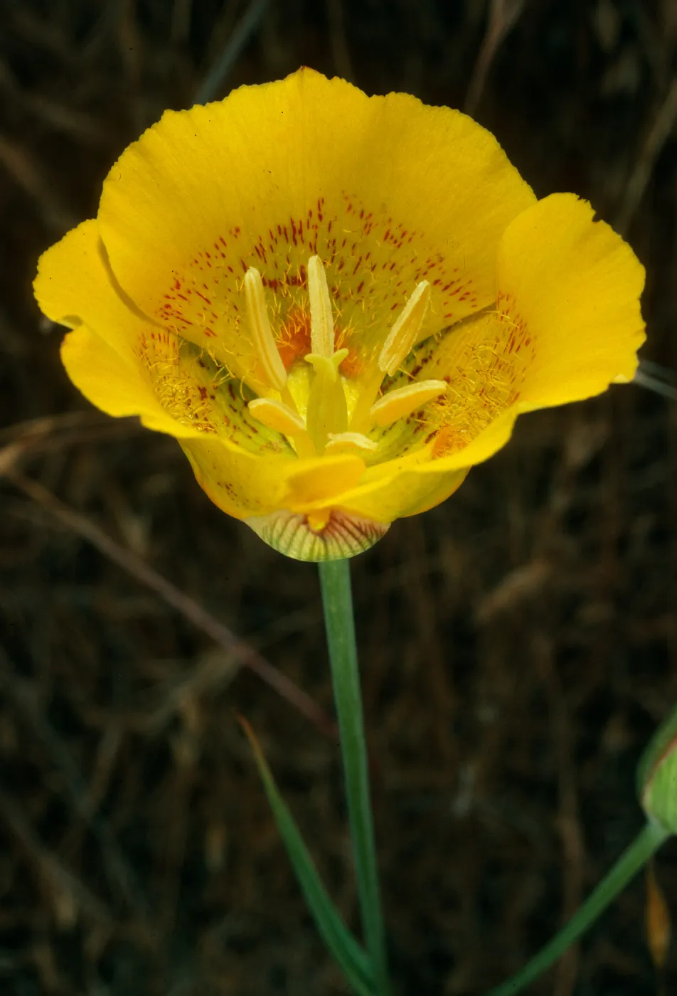Calochortus luteus, Alameda de Los Coches Prietos, Santa Cruz Island