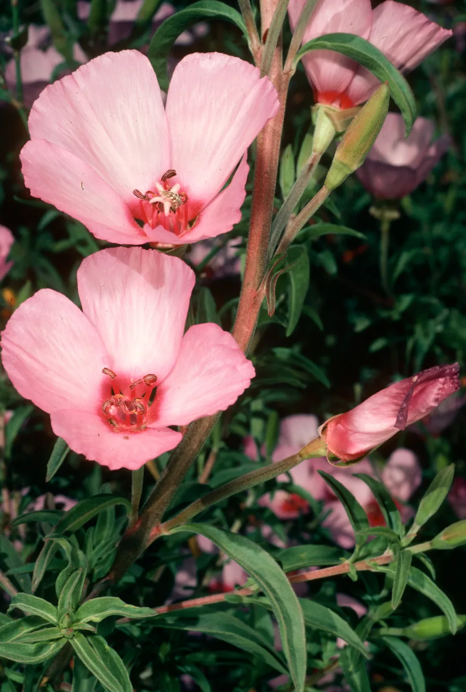 Clarkia, Santa Barbara Botanic Garden, meadow
