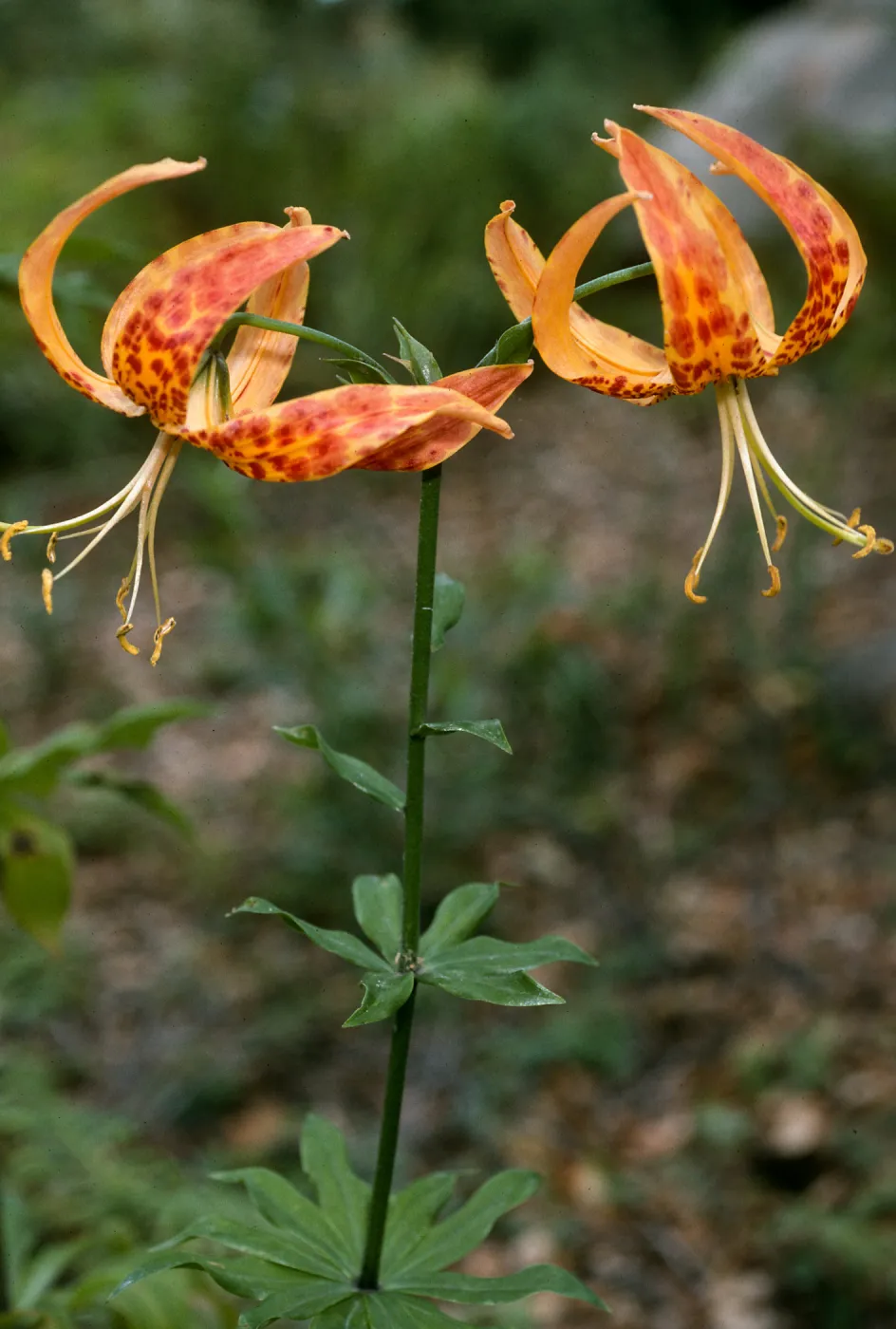 Lilium humboldtii, SBBG meadow