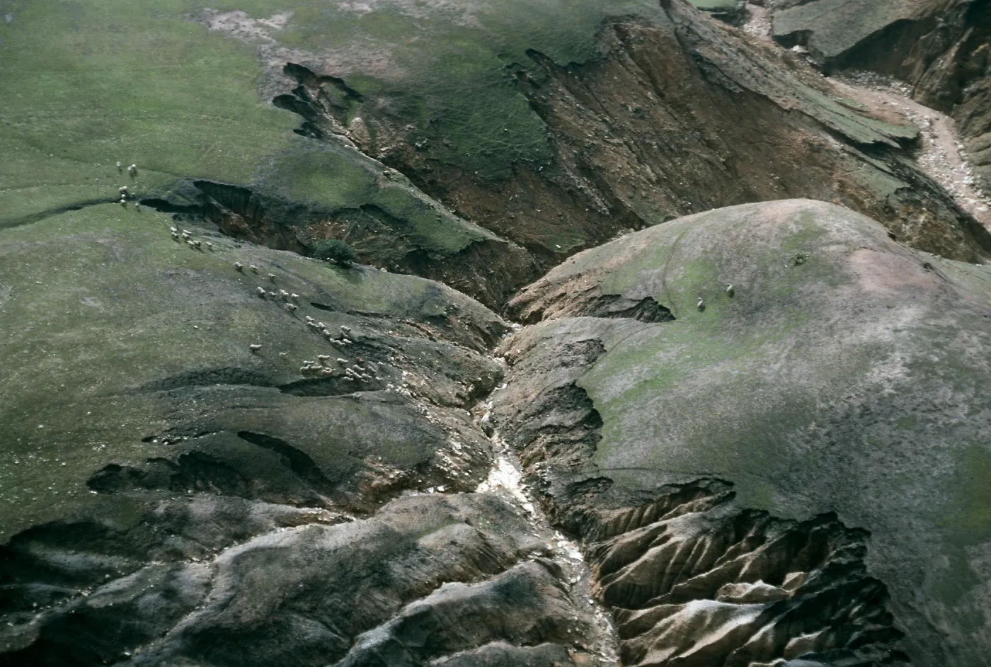sheep, Santa Cruz Island