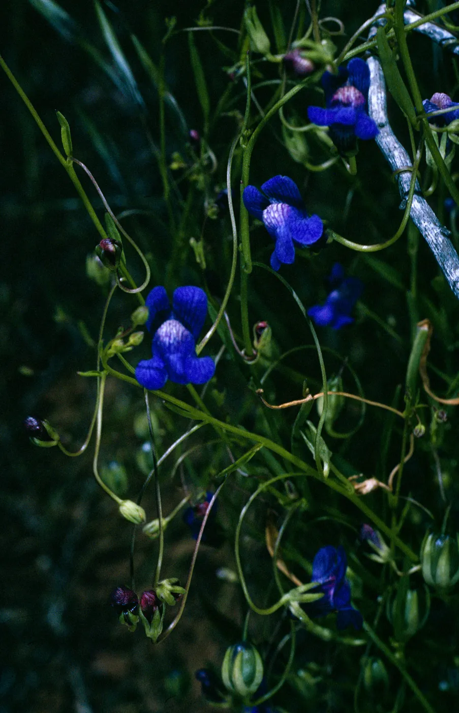 Antirrhinum kelloggii, SC-2720, San Justiniano Road, Santa Cruz Island