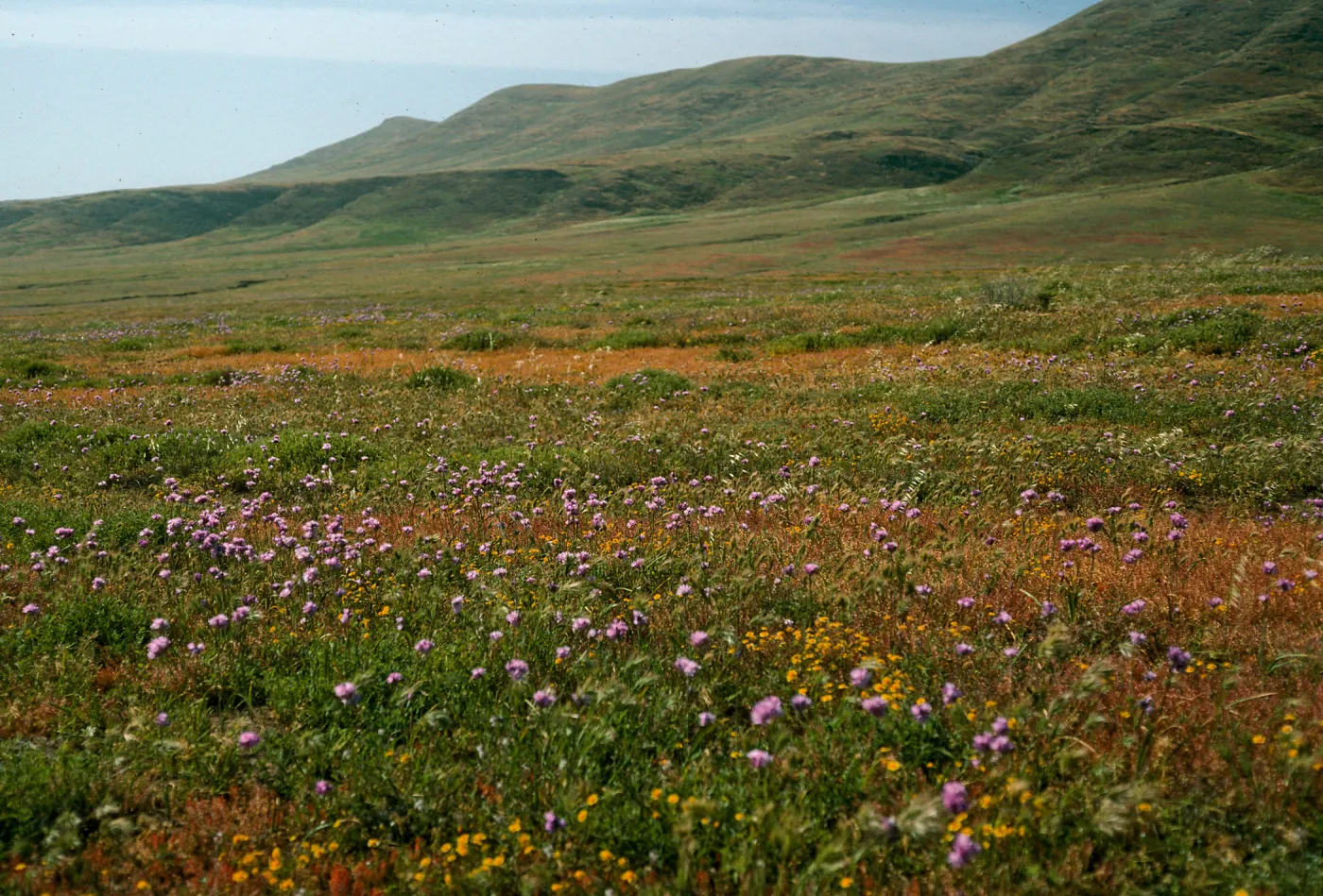 Dichelostemma, West of Rancho Nuevo, Santa Cruz Island