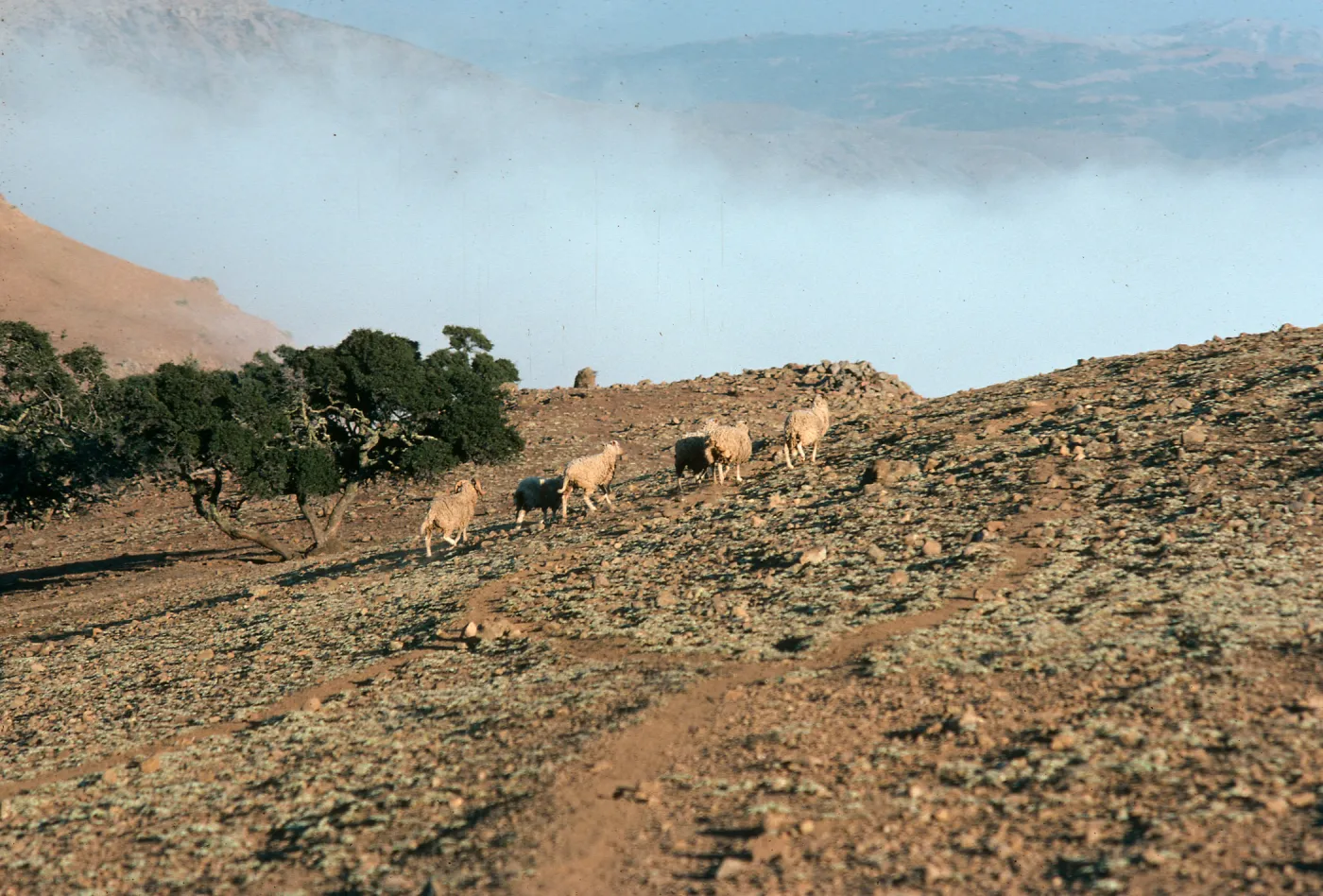 sheep, ridgetop near Alta 2, Santa Cruz Island