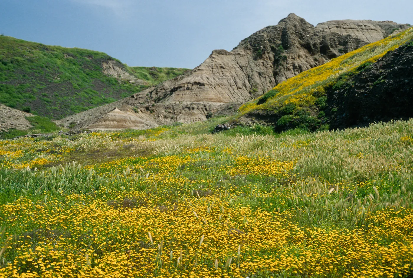 Lasthenia, Christy Beach, Santa Cruz Island