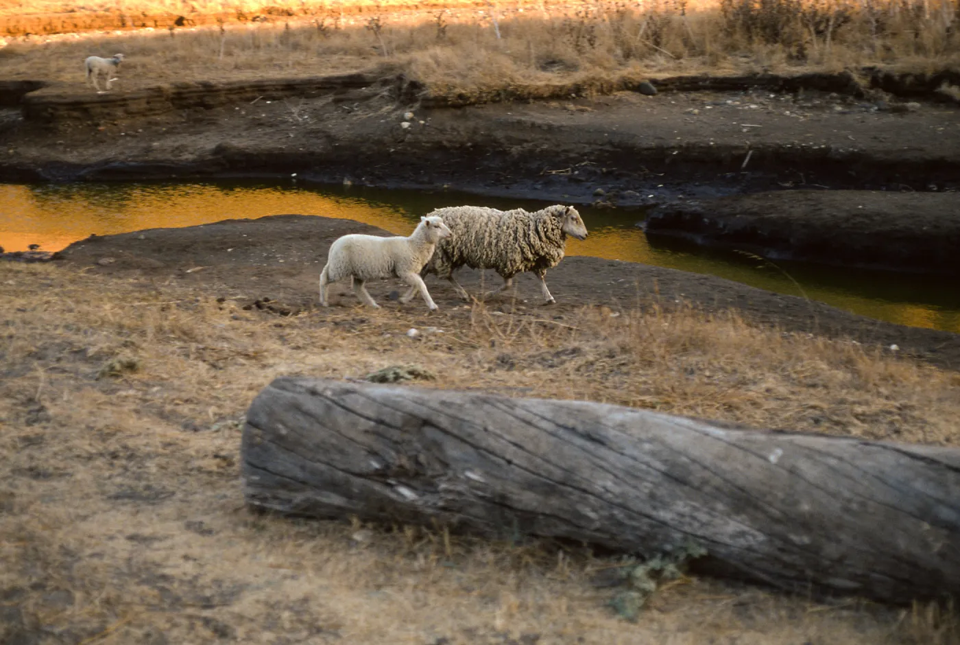 Santa Cruz Island, sheep, Scorpion Ranch