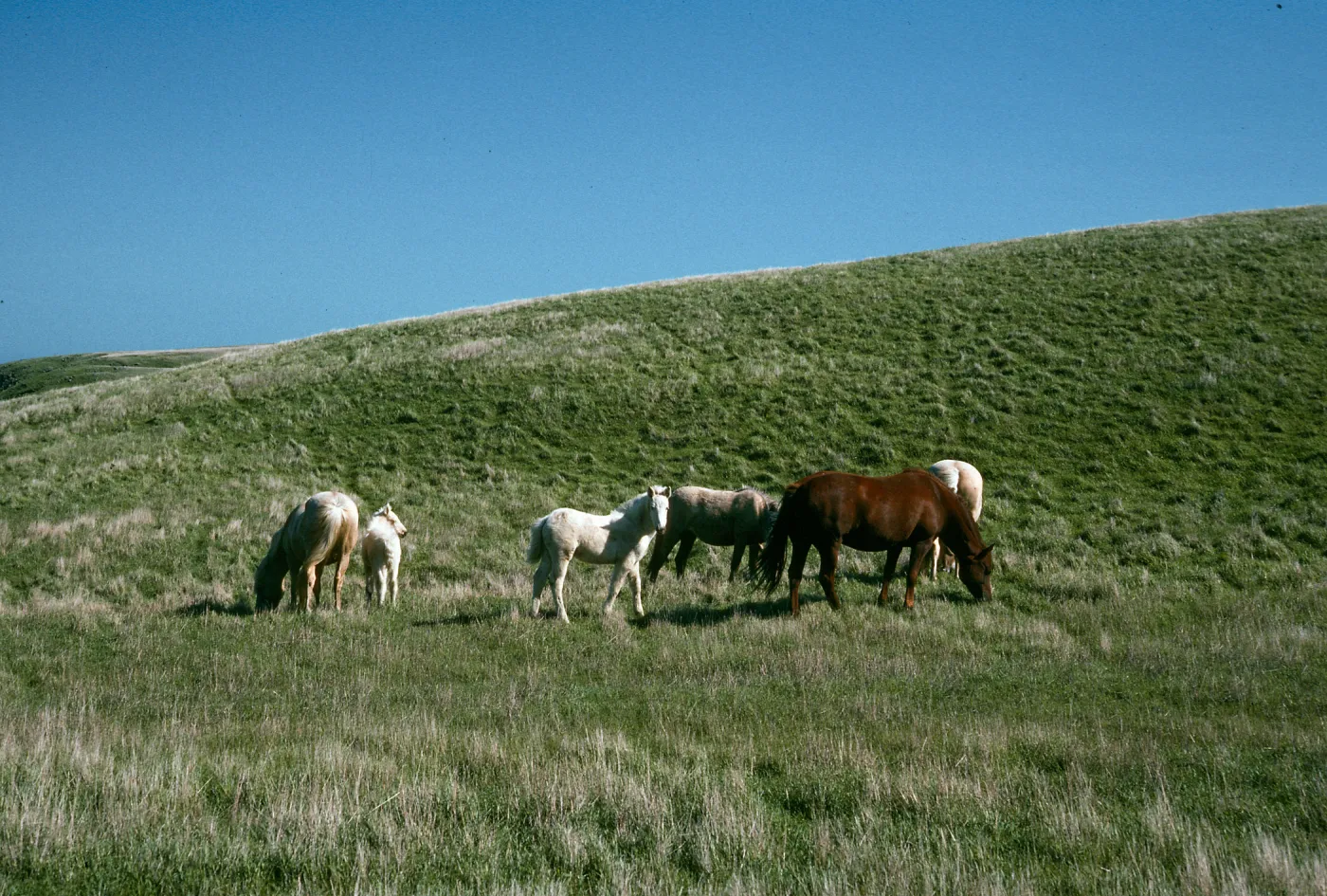horses, Scorpion/Smugglers Road, Santa Cruz Island