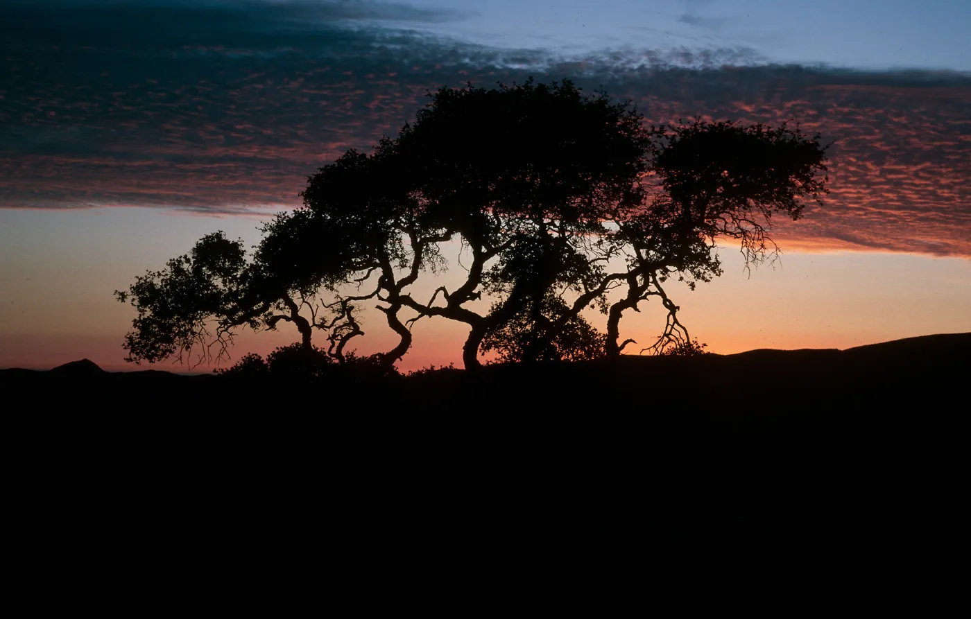 Quercus pacifica,, sunset, South Ridge Road, Santa Cruz Island