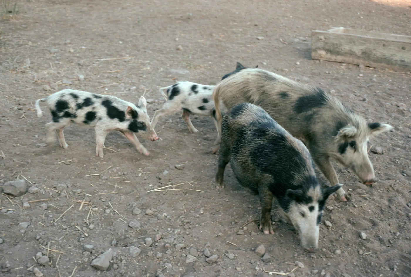 feral pigs, dumpsite at airfield, Santa Cruz Island