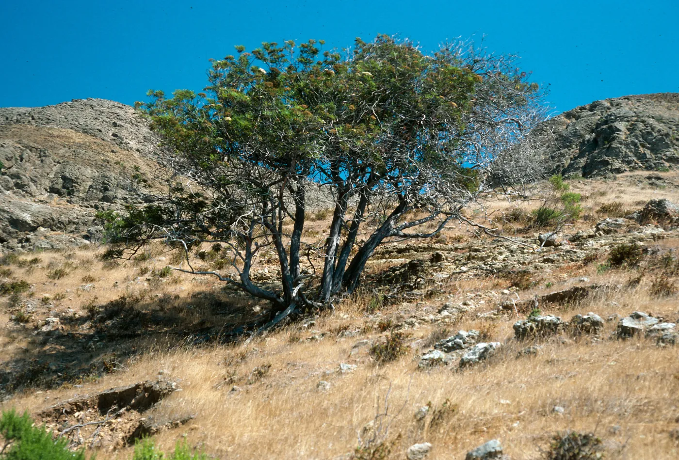 Lyonothamnus, Santa Cruz Island