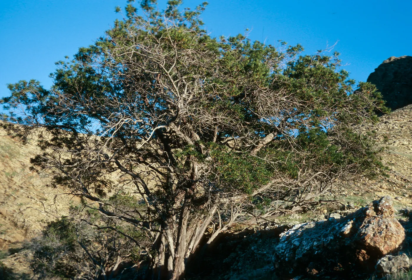 Lyonothamnus, West of Butte 1031, lower Laguna Canyon, Santa Cruz Island