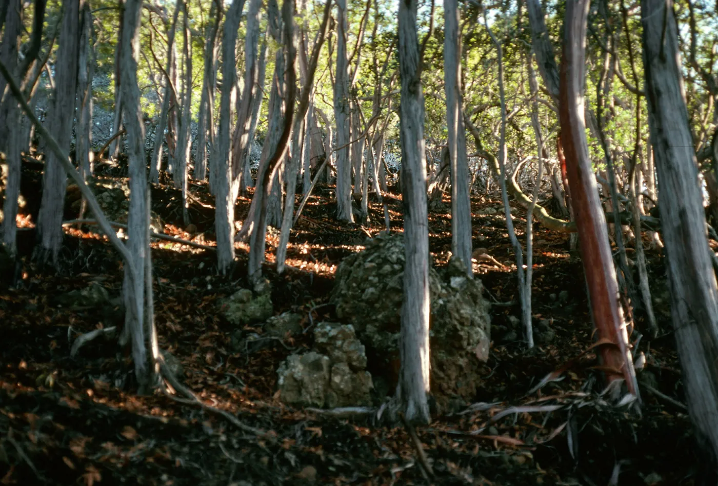 Lyonothamnus, North side of Peak 1941, Santa Cruz Island