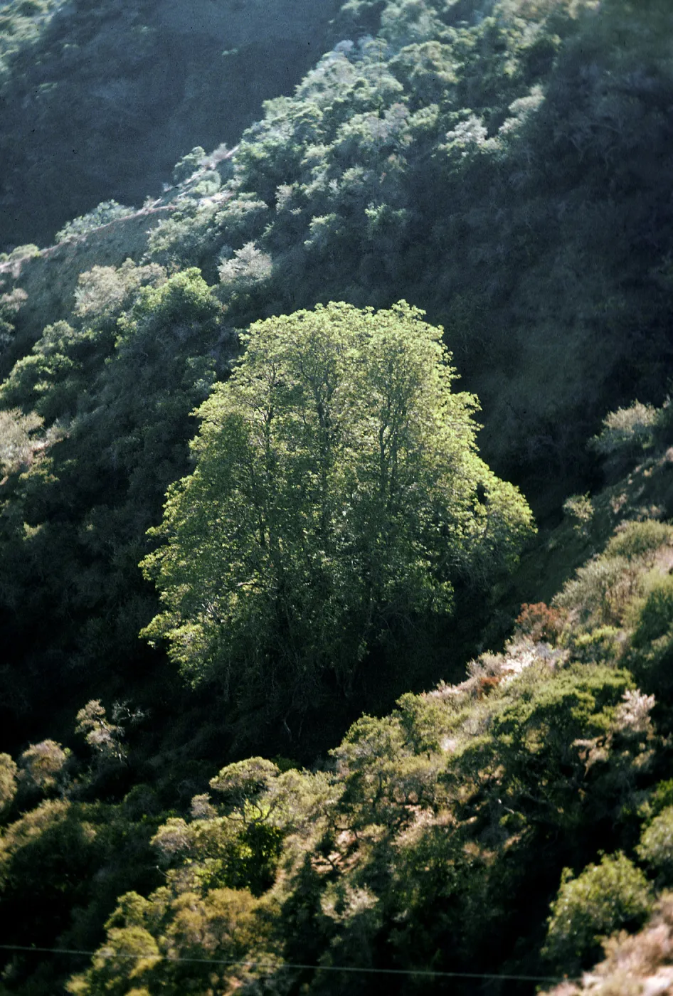 Lyonothamnus grove, just below top of Portezuella grade on N-facing slope, Santa Cruz Island