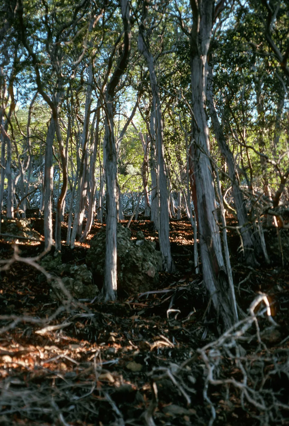 Lyonothamnus, North side of Peak 1941, Santa Cruz Island