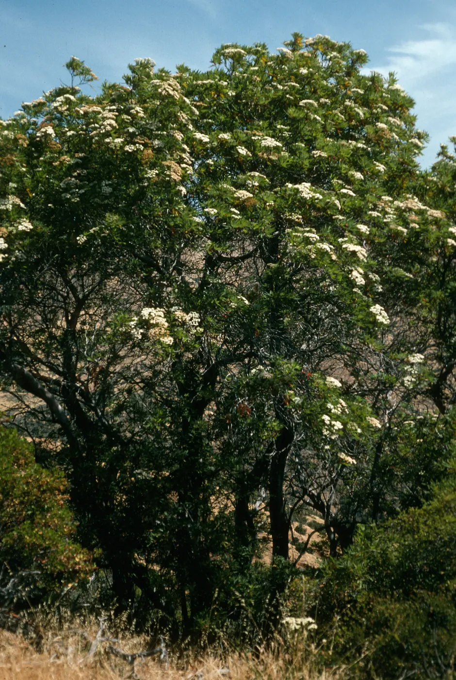 Lyonothamnus, head of Cañada de la Mina, Santa Cruz Island