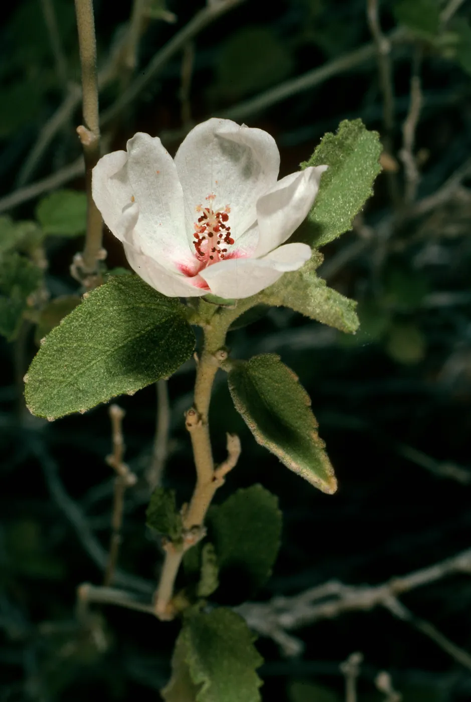 Hibiscus denudatus, Borrego Palm Canyon