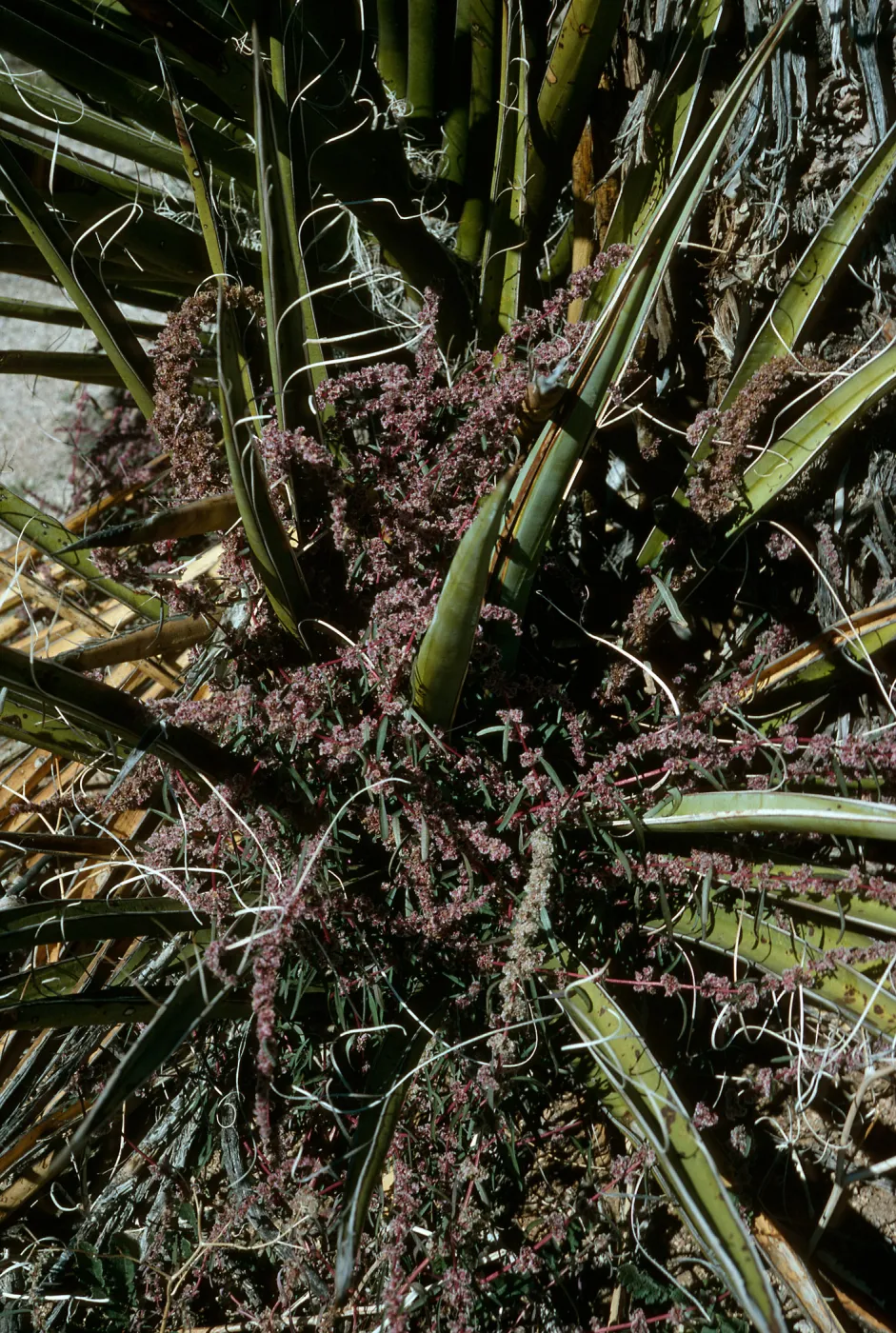 Amaranthus fimbriatus, yucca