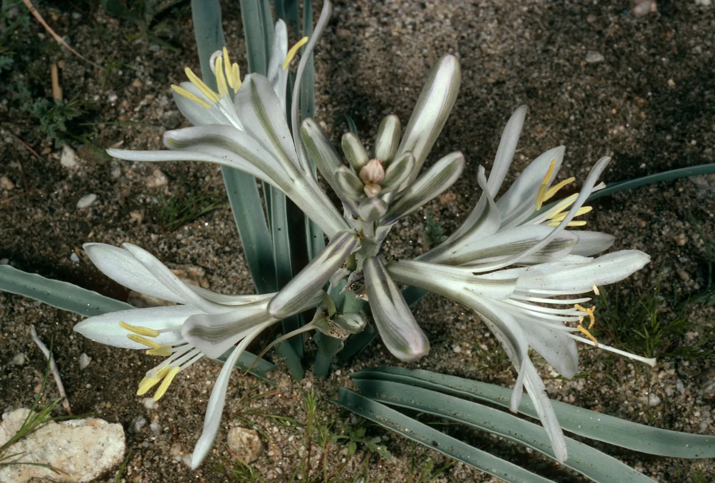 Hesperocallis undulata, Anza Borrego