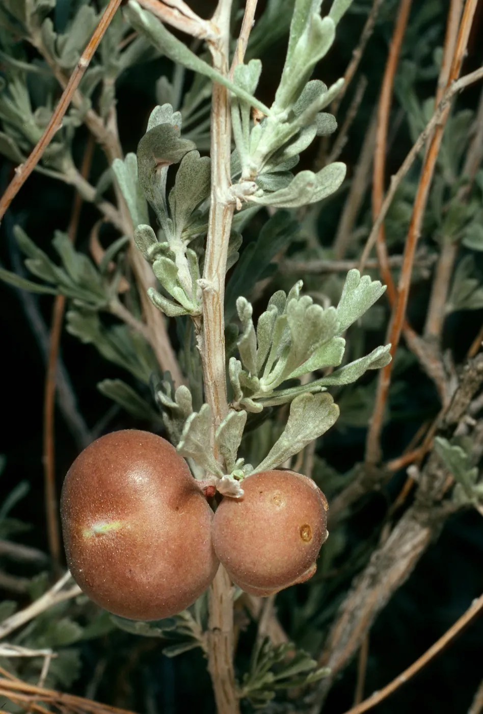 insect galls on Artemisia nova, Waucopa Spring, Saline Valley Northern Mojave Desert