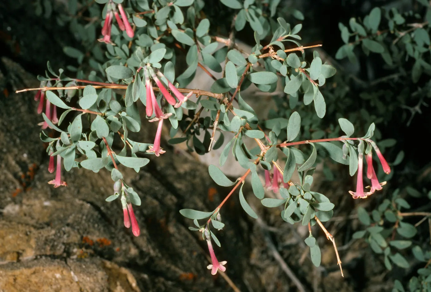 Symphoricarpos longiflorus, Eureka Valley, Saline Valley Road, Northern Mojave Desert