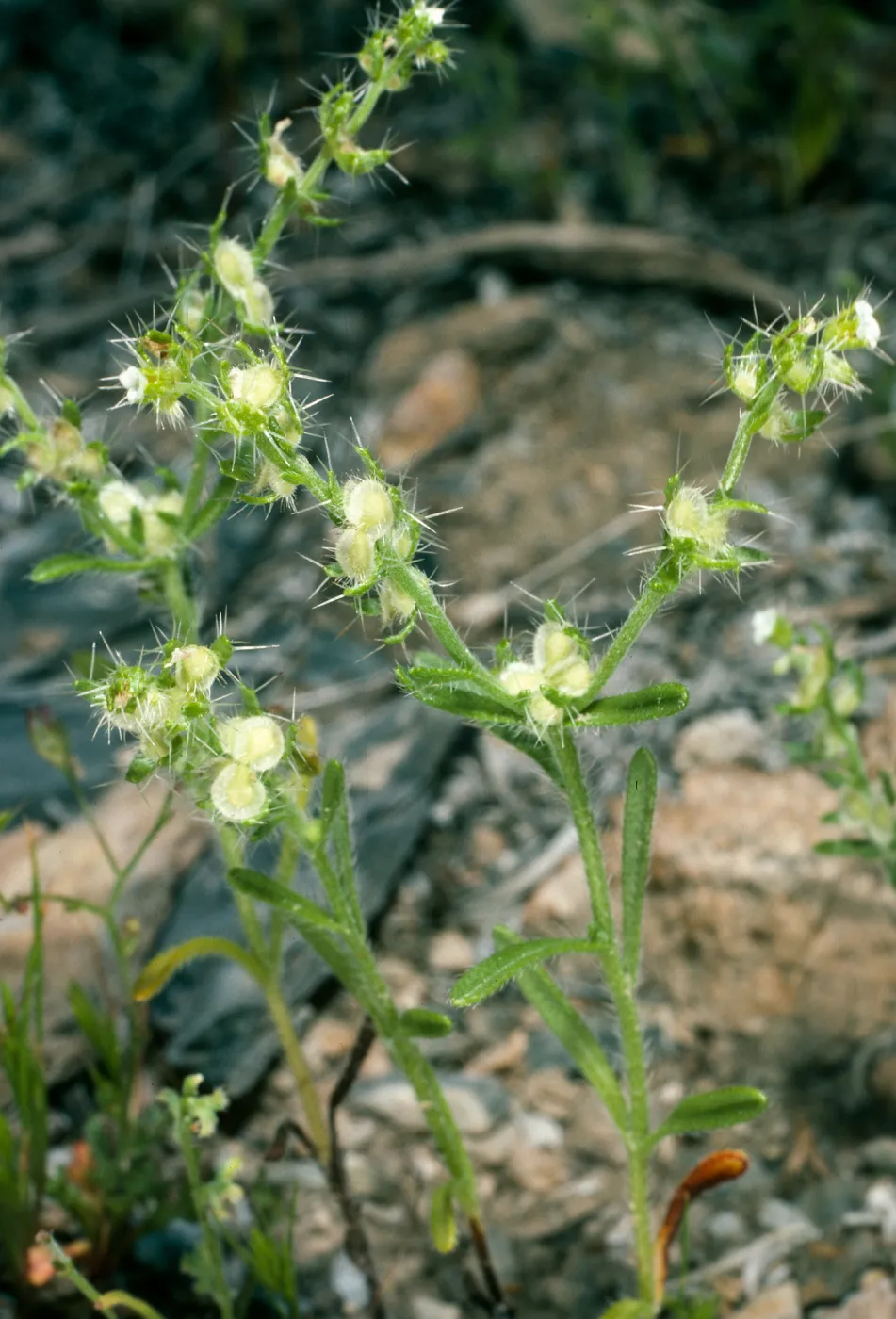 Cryptantha pterocarya, North of Saline Valley, Northern Mojave Desert