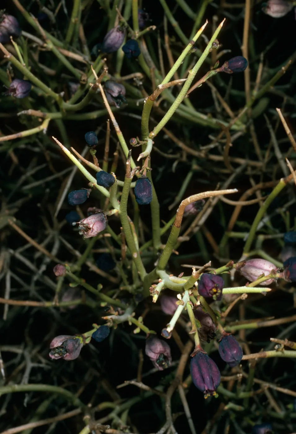 Thamnosma montana, South of Saline Valley, Northern Mojave Desert