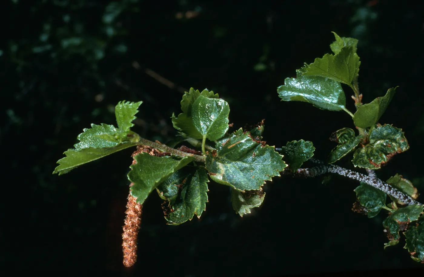 Betula occidentalis, Onion Valley, Eastern Sierra Nevada Mountains