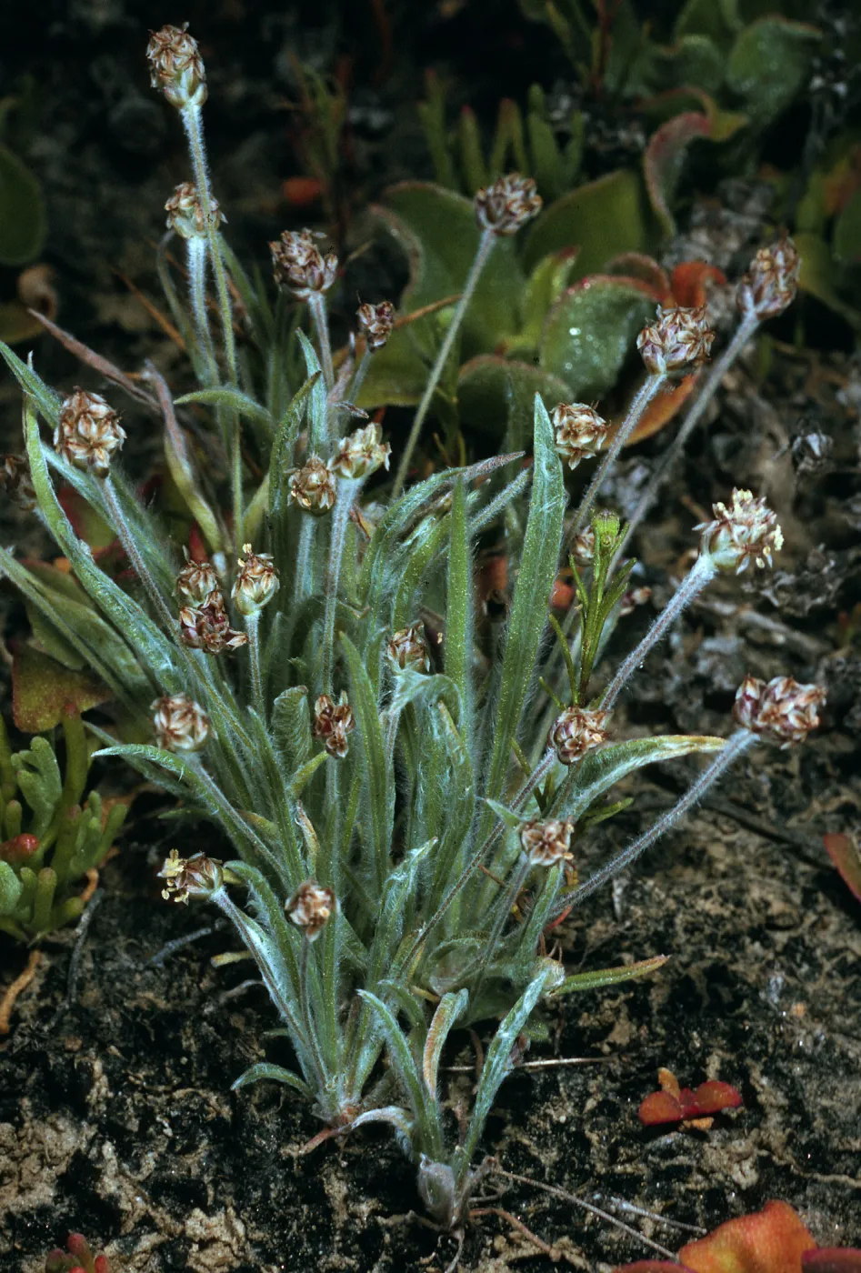Plantago ovata, SN-1055, canyon east of marker spur""