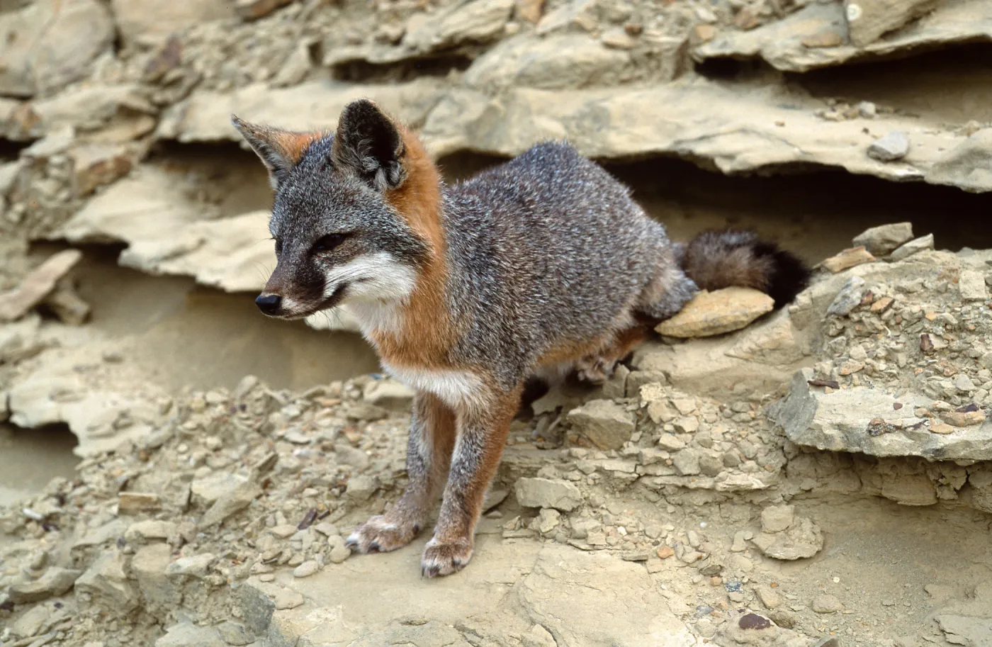 island fox, base of NAVFAC grade, San Nicolas Island