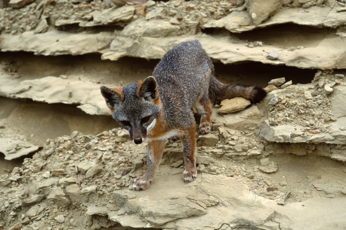 island fox, base of NAVFAC grade, San Nicolas Island