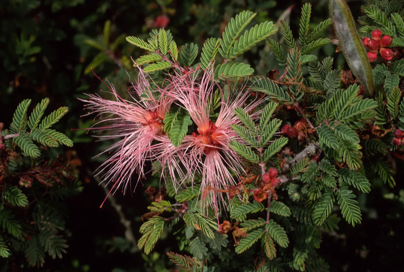 Calliandra Eriophylla, Santa Barbara Botanic Garden