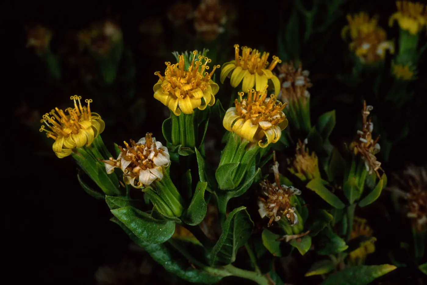 Trixis californica, Santa Barbara Botanic Garden
