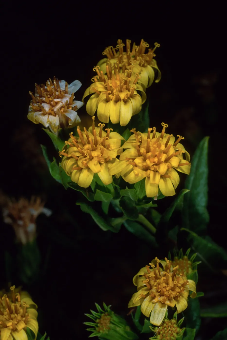 Trixis californica, Santa Barbara Botanic Garden