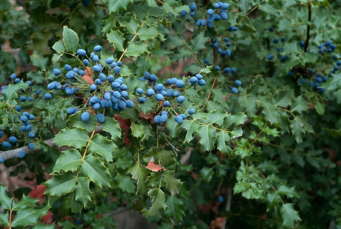 Mahonia pinnata pinnata, Arroyo Section, Santa Barbara Botanic Garden