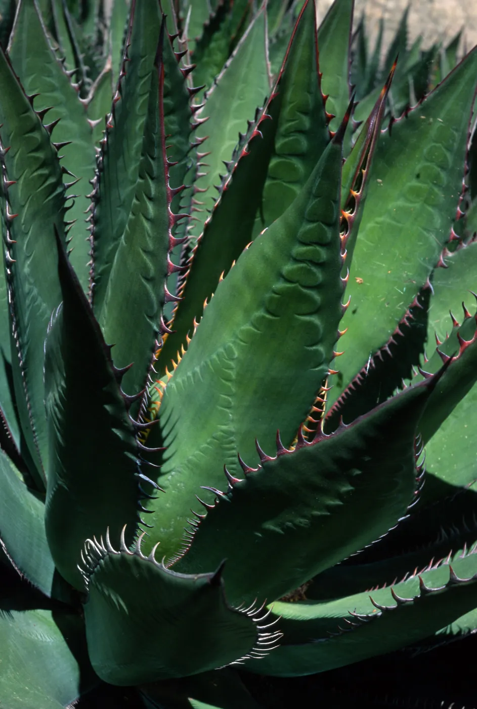 Agave shawii, Desert Section, Santa Barbara Botanic Garden
