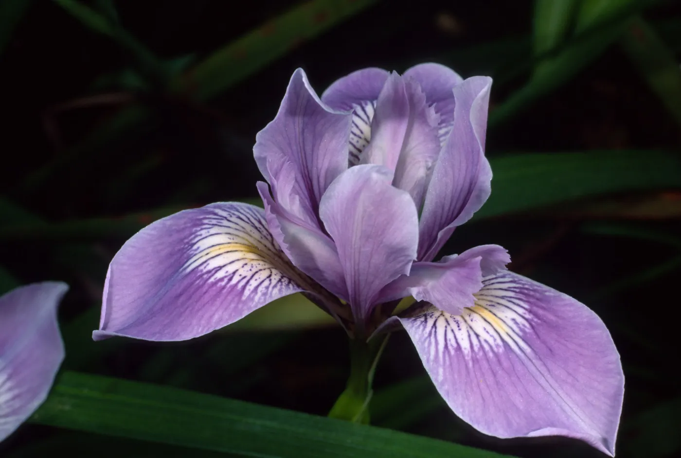 Iris douglasiana, Santa Barbara Botanic Garden