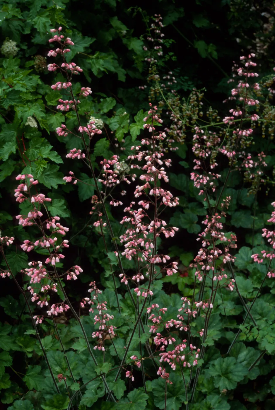 Heuchera ‘Rosada’, Santa Barbara Botanic Garden