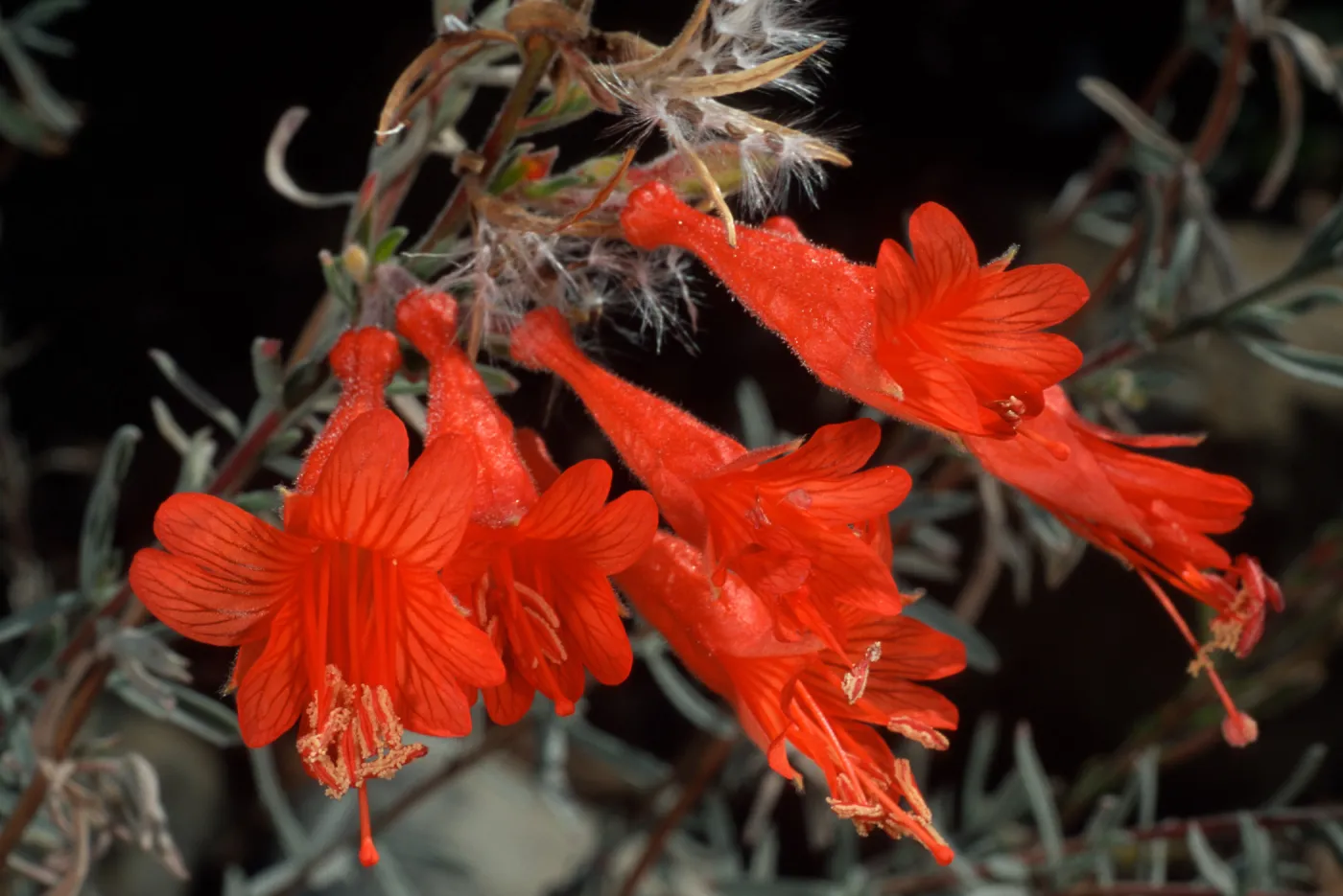 Zauschneria californica, Santa Barbara Botanic Garden