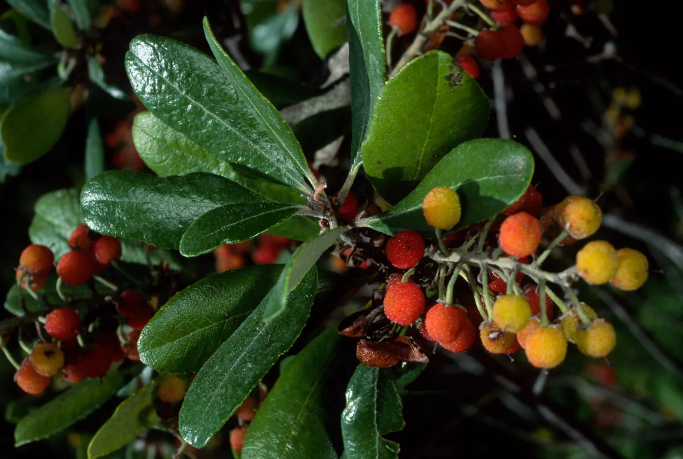 Comarostaphylis, Santa Barbara Botanic Garden