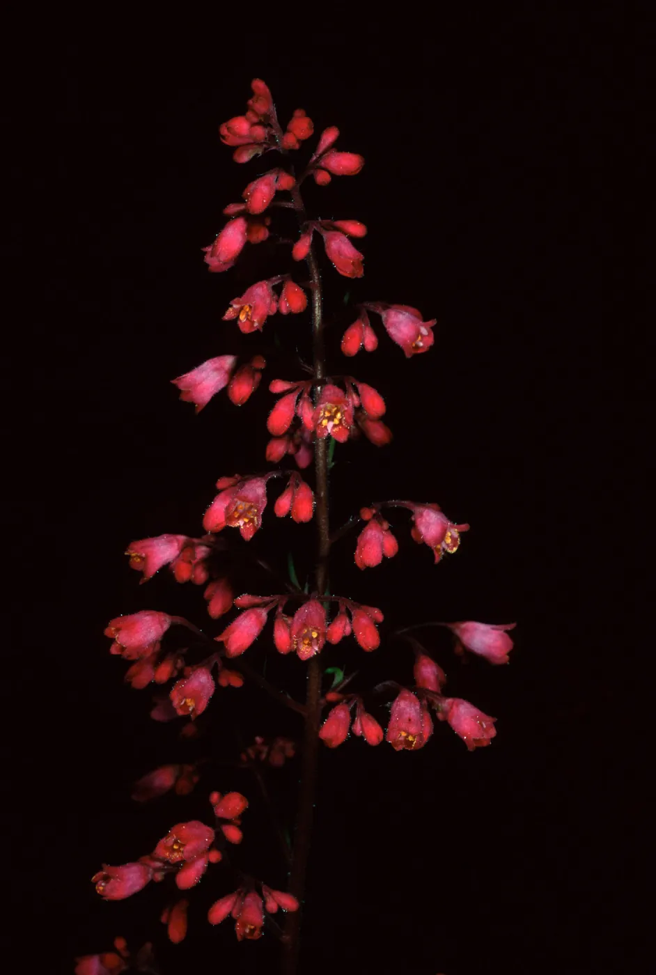 Heuchera, Santa Barbara Botanic Garden