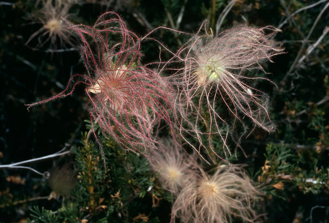 Fallugia paradoxa, Santa Barbara Botanic Garden
