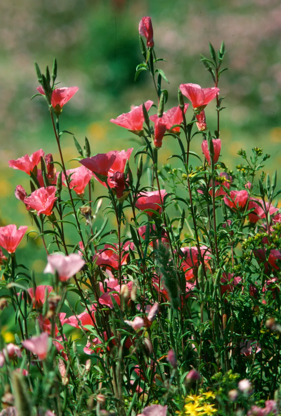 Clarkia, Santa Barbara Botanic Garden