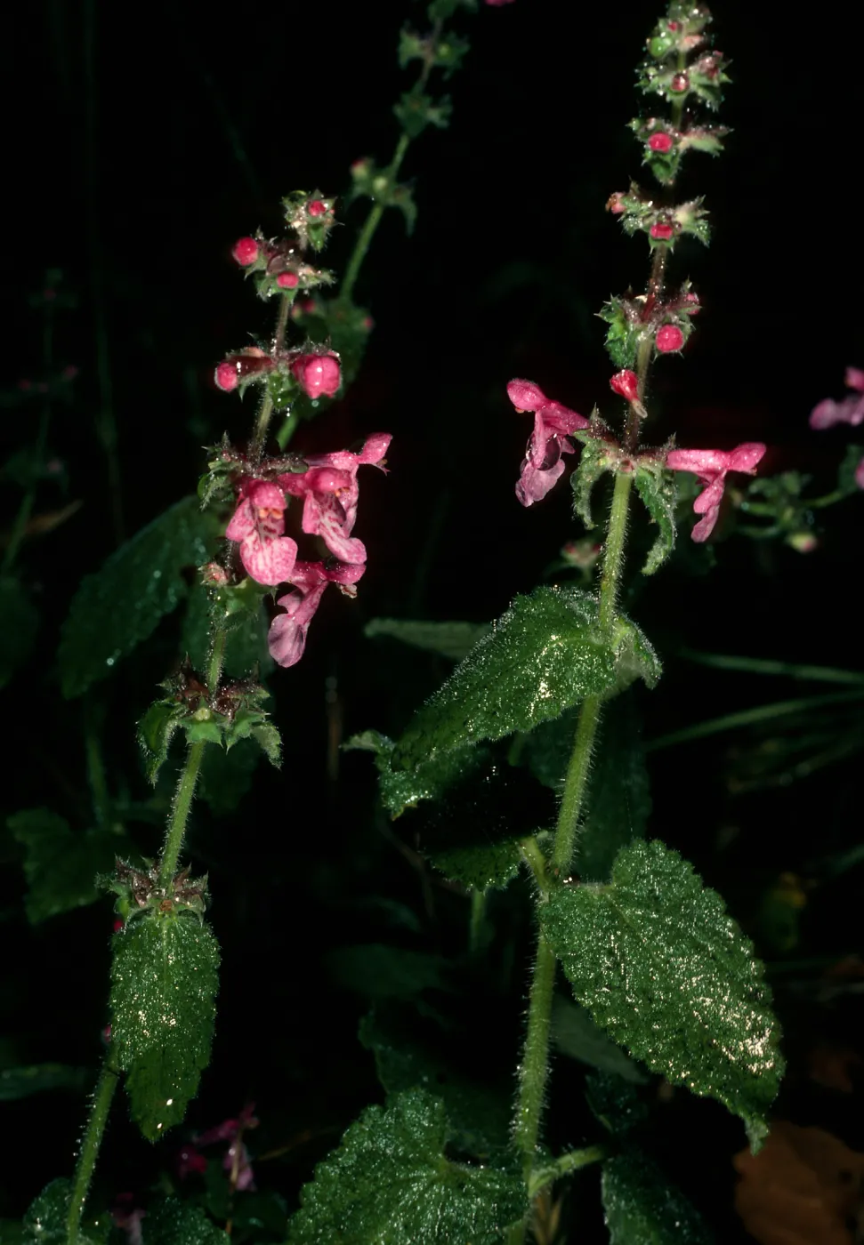 Stachys bullata, Santa Barbara Botanic Garden