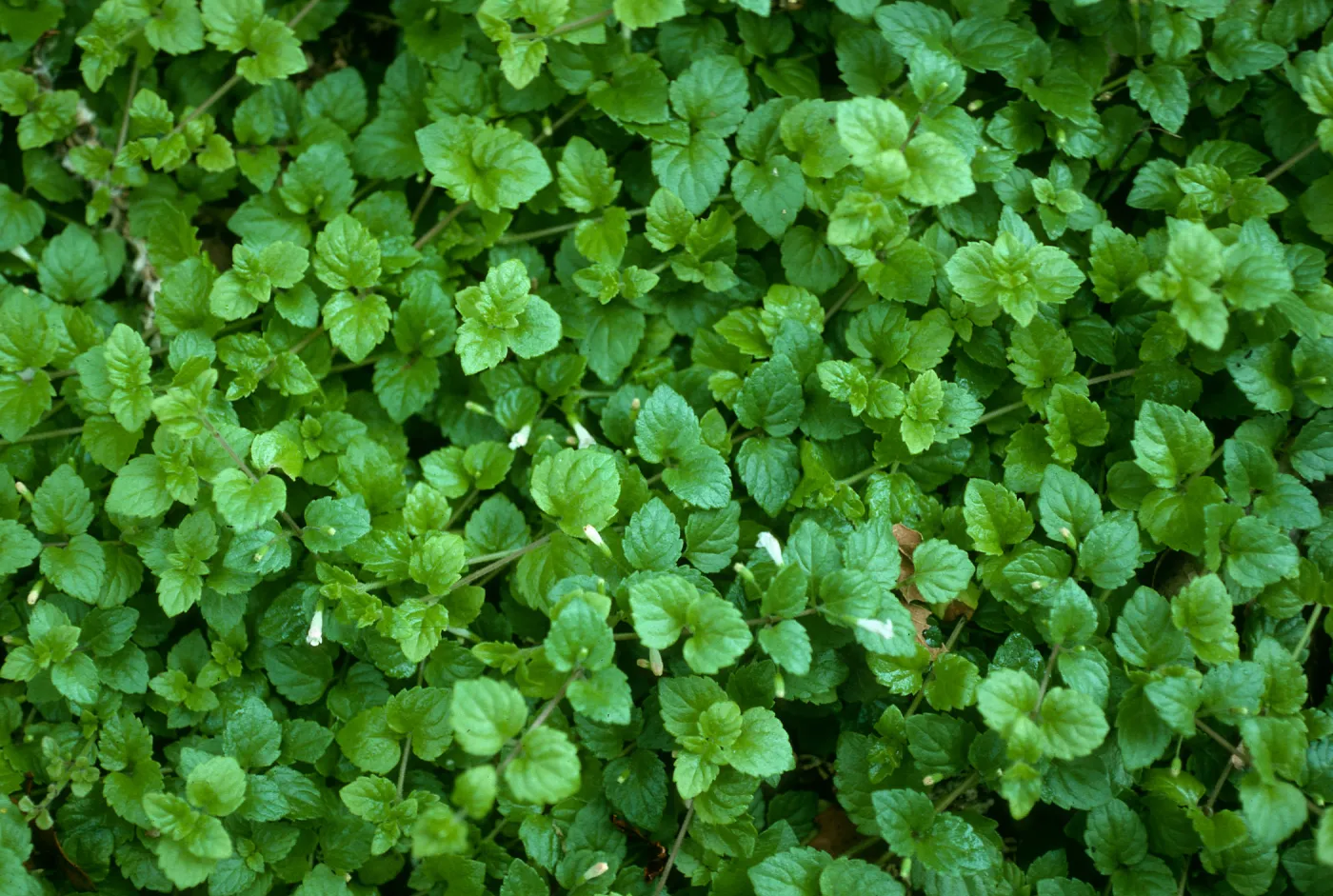 Satureja douglasii, Santa Barbara Botanic Garden