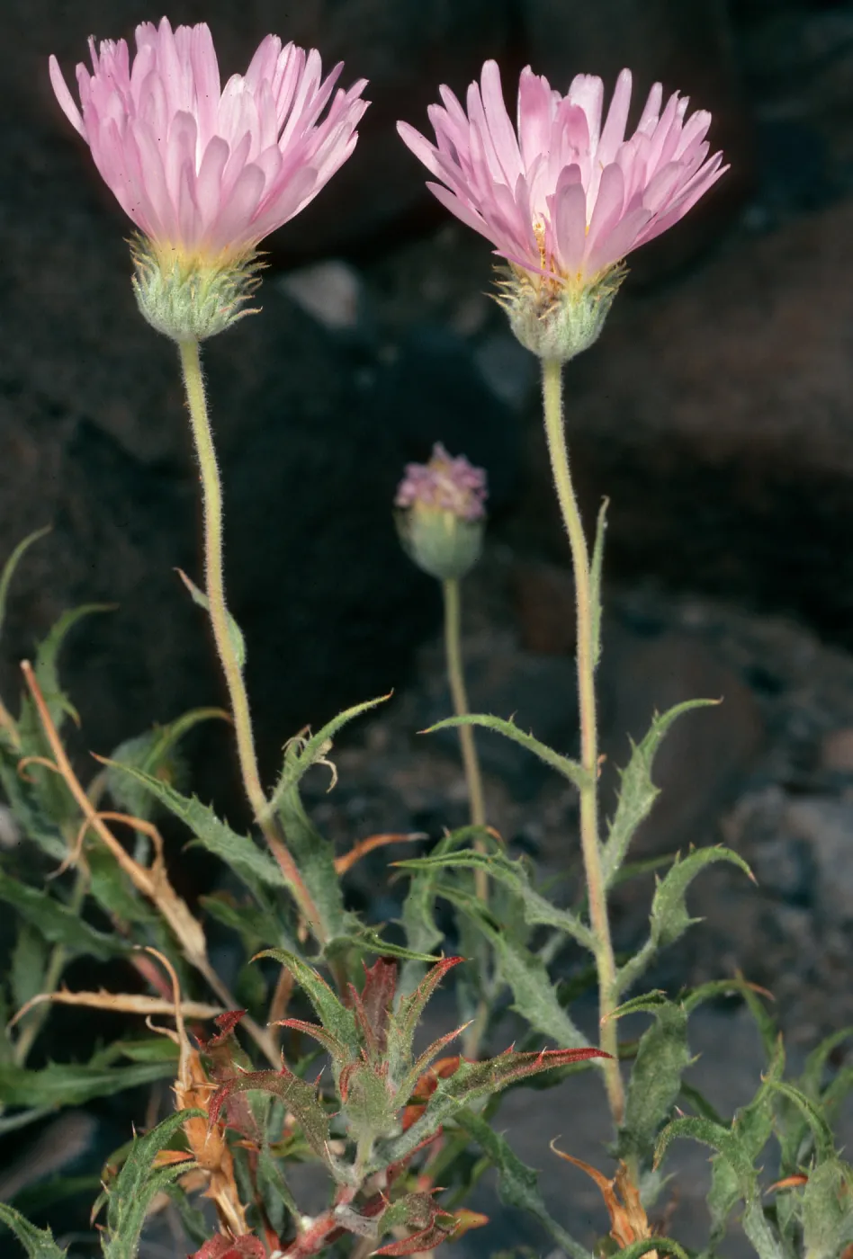 Machaeranthera tortifolia, near Scottys Castle, Death Valley