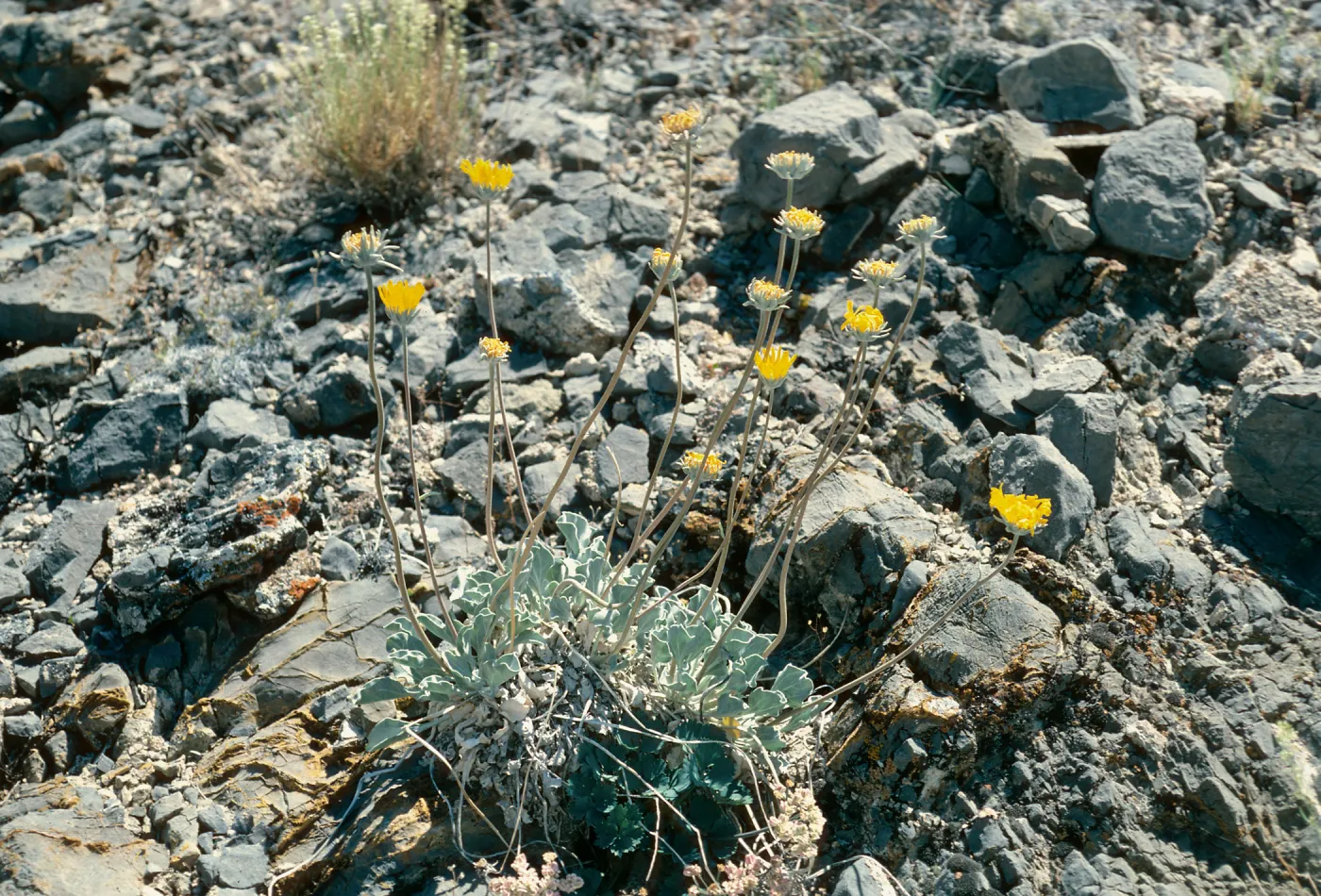 Enceliopsis nudicaulis, Eureka Valley Road, Death Valley