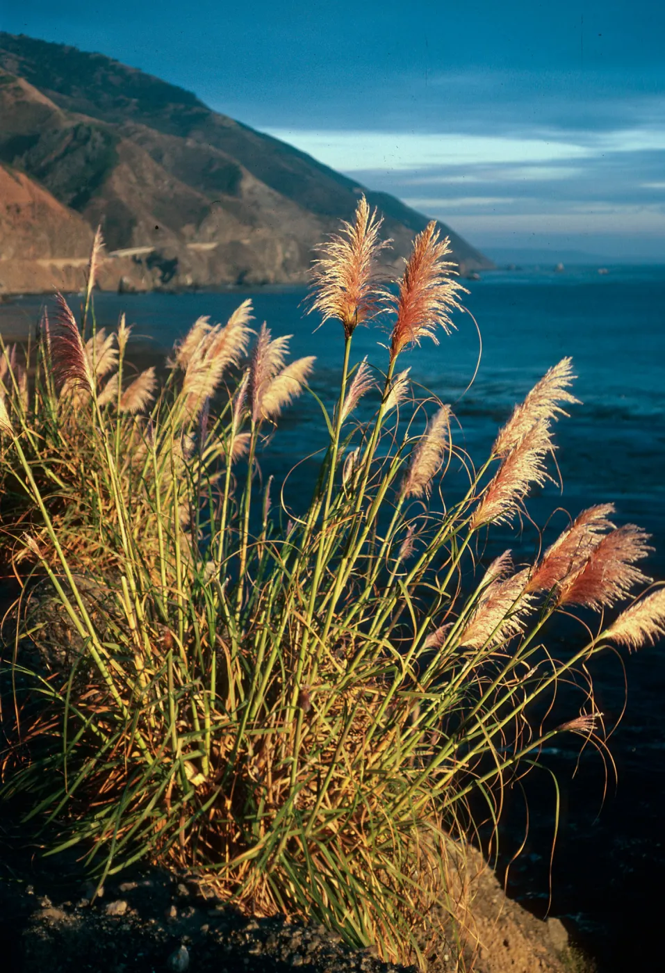 Cortaderia, Highway 1, South of Plaskett Creek, Monterey County