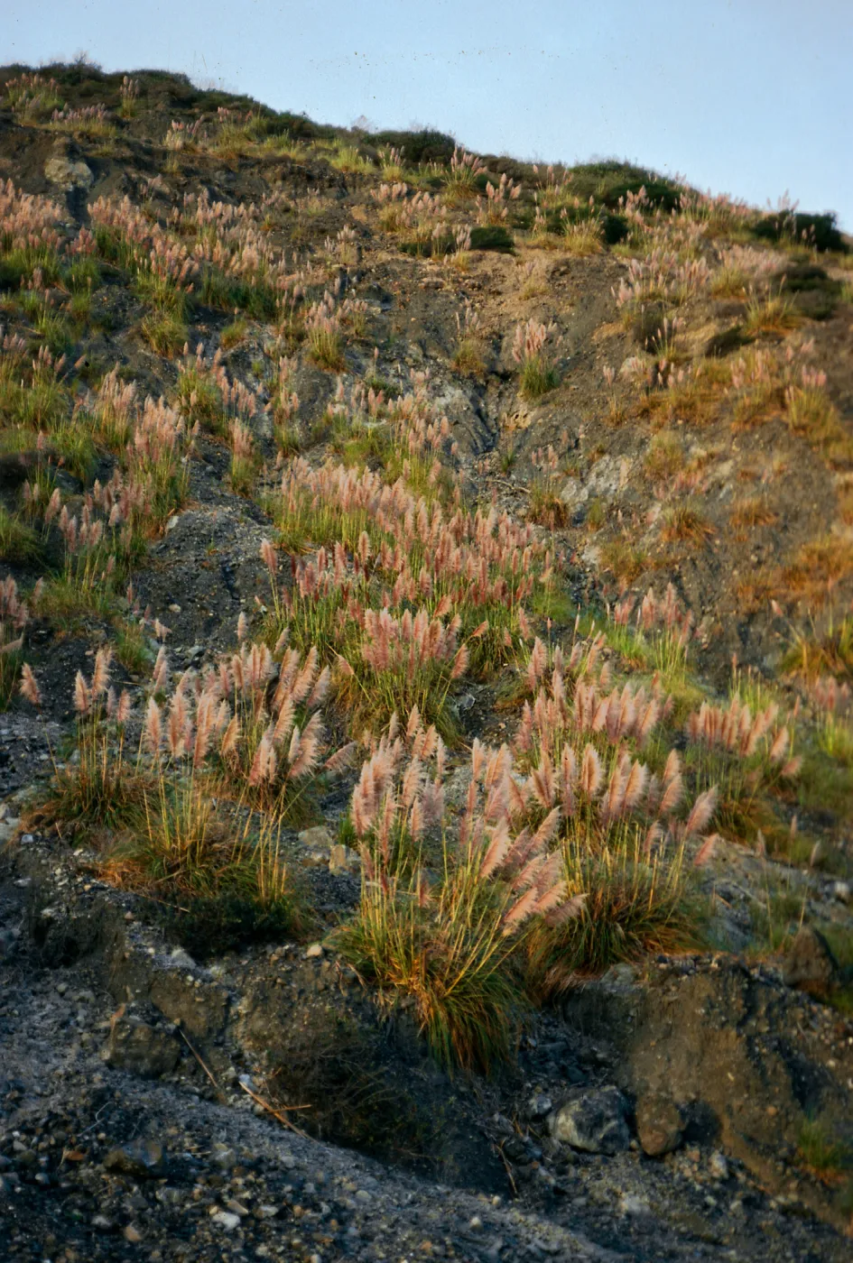 Cortaderia, Highway 1, South of Plaskett Creek, Monterey County