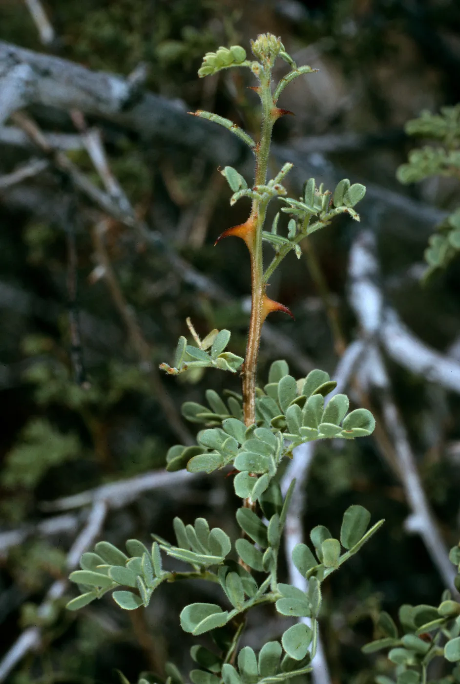 Acacia greggii foliage & claws, Joshua Tree National Park