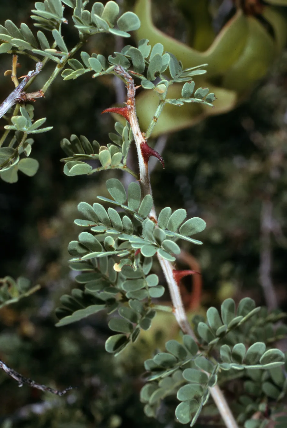 Acacia greggii foliage & claws, Joshua Tree National Park